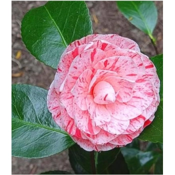 KAMELIA CAMELLIA różowa - sadzonki 50 / 80 cm